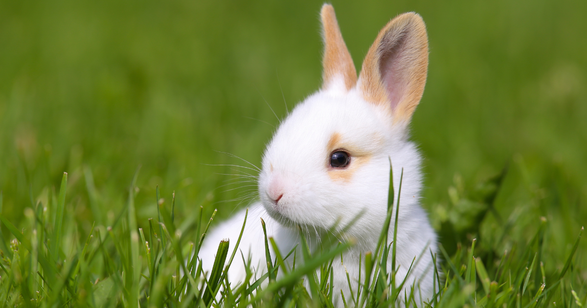 The Benefits of using Cruelty Free Skin Care