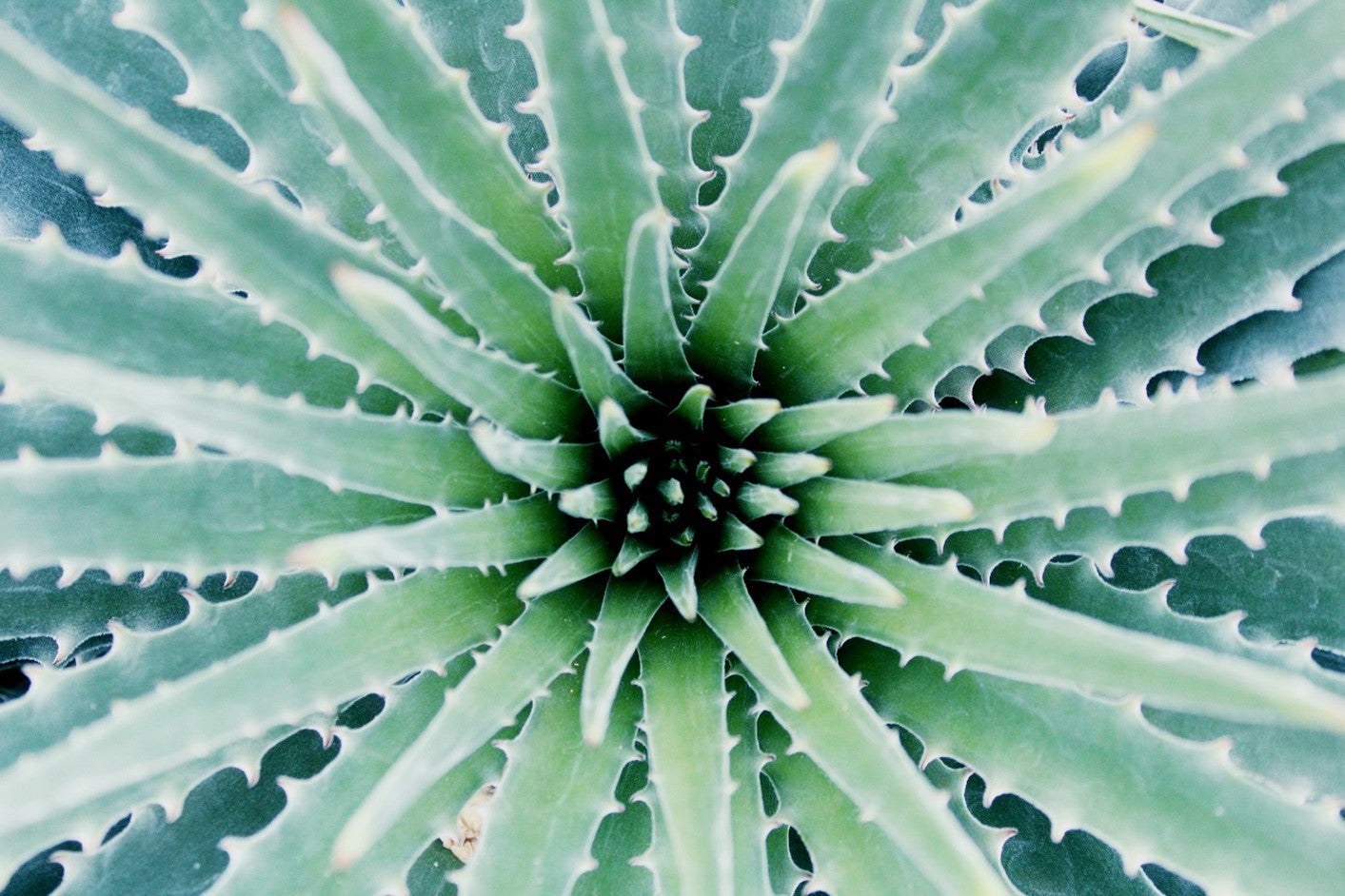 Aloe Vera and Its Uses for Skin Care